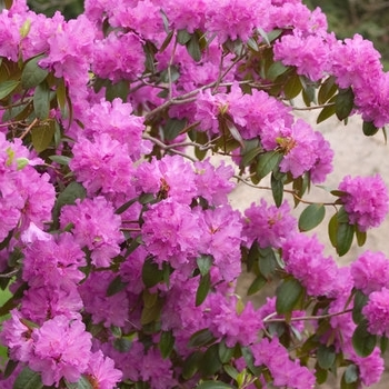Rhododendron 'P.J.M.' 