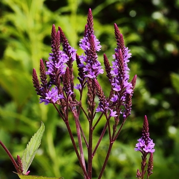 Verbena hastata