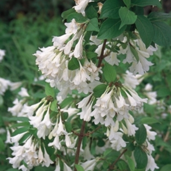 Weigela praecox 'April Snow' PP20006