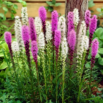 Liatris spicata