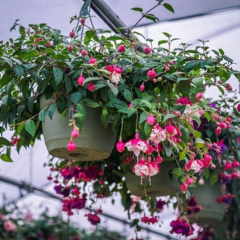 Fuchsia 'Little Giant' 