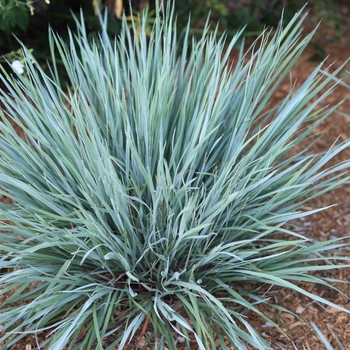 Schizachyrium scoparium 'Purple Arrow®' PPAF