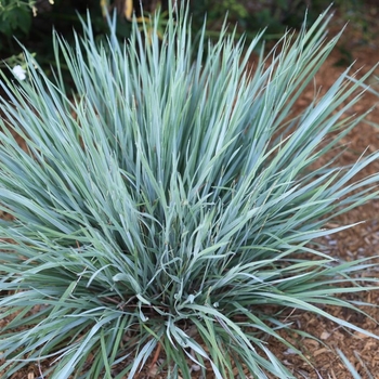 Schizachyrium scoparium 'Purple Arrow®' PPAF