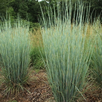 Schizachyrium scoparium 'Band of Gold™' 