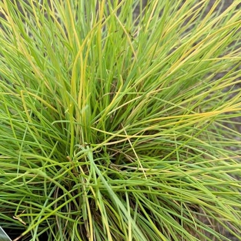 Festuca glauca 'AmiGold' 