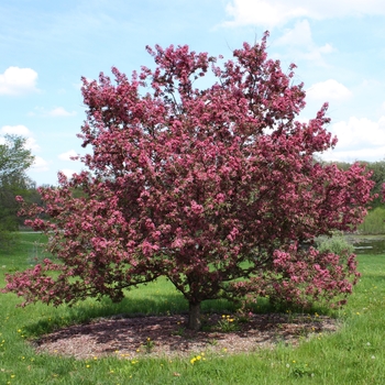 Malus 'Royalty' 