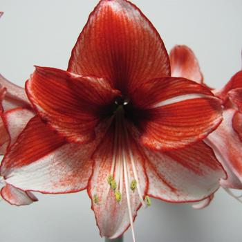 Hippeastrum 'Charisma' 