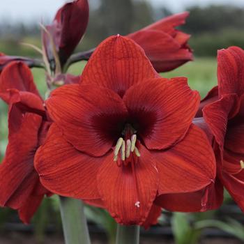 Hippeastrum 'Olaf' 