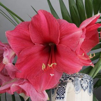 Hippeastrum 'Bolero'