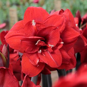 Hippeastrum 'Double King'