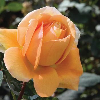 Rosa 'Bronze Star™'