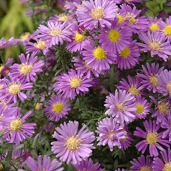 Aster novi-belgii 'Barbados' 