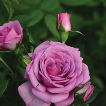 Rosa Veranda® 'Lavender™'