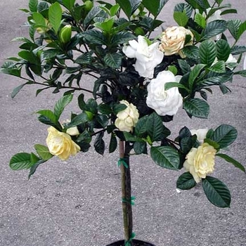 Gardenia jasminoides 'Aimee' 