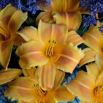 Hemerocallis 'Rocket City'