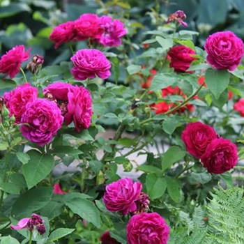 Rosa 'Ruby Voodoo' 