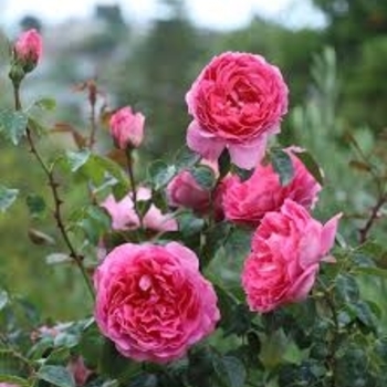 Rosa 'True Inspiration™' 