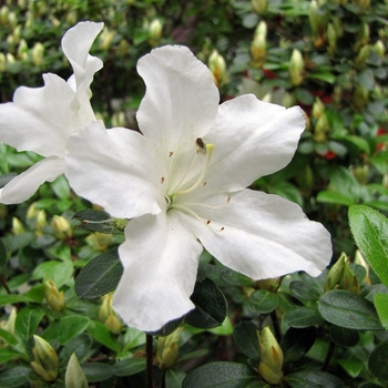 Rhododendron Glenn Dale hybrid 'Glacier' 