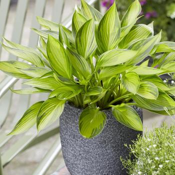 Hosta 'Ayesha' 