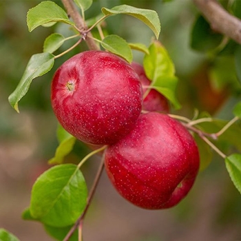 Malus domestica 'Melrose' 