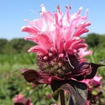 Monarda 'Bee-Lieve' 