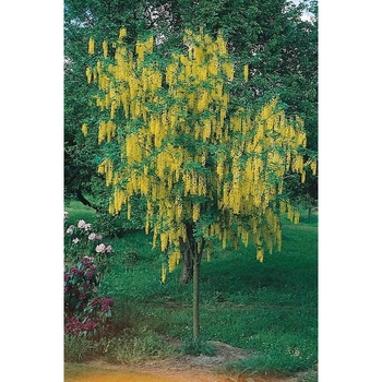 Laburnum anagyroides 'Pendulum' 