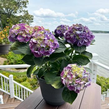 Hydrangea macrophylla 'Mathilda Gutges'