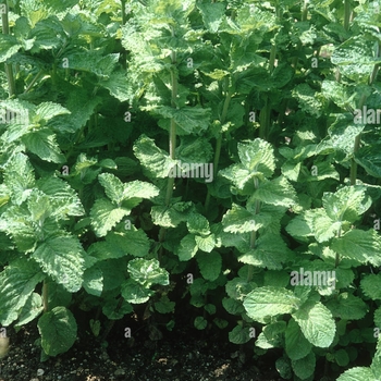 Mentha spicata var. crispa 'crispa' 