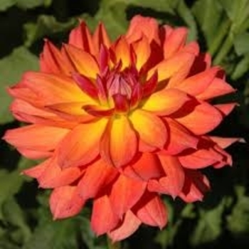 Dahlia 'Firepot' 