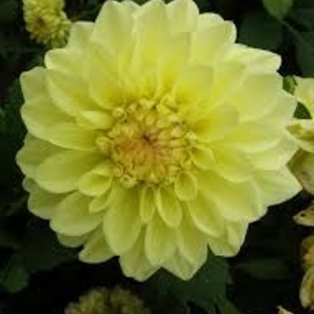 Dahlia 'Go Go Yellow' 