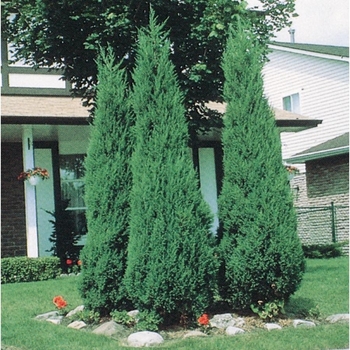 Juniperus scopulorum 'Skyrocket' 