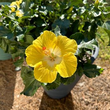 Hibiscus rosa-sinensis 'Bonaire Wind' 