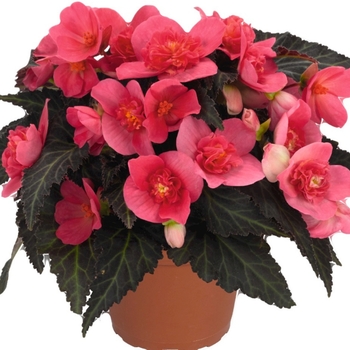 Begonia boliviensis 'Upright Red' 