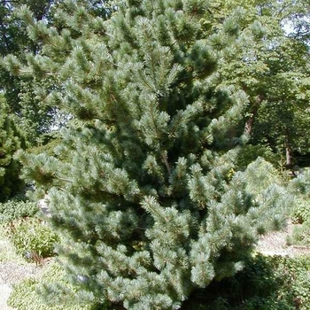 Pinus parviflora 'Tempelhof' 