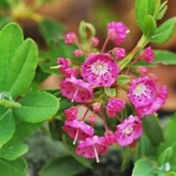 Kalmia angustifolia