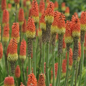 Kniphofia uvaria