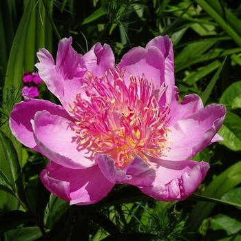 Paeonia lactiflora 'Petite Renee' 