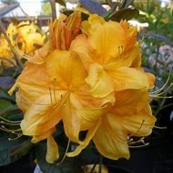 Rhododendron Exbury hybrid 'Klondyke' 