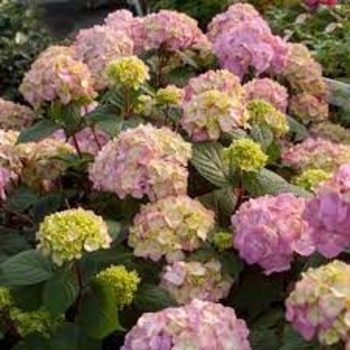 Hydrangea macrophylla 'COF HM3' PPAF