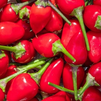 Capsicum annuum 'Numex Twilight' 