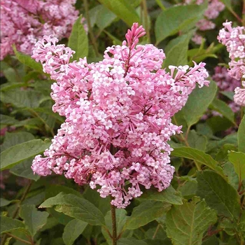 Syringa x prestoniae 'Alexander's Pink' 