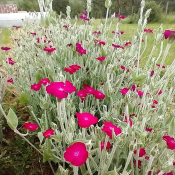 Lychnis alpina 'Lely Deep Rose™' 