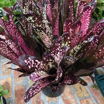 Billbergia 'Hallelujah' 