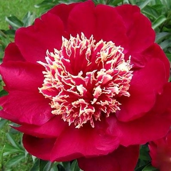 Paeonia lactiflora 'Charles Burgess' 