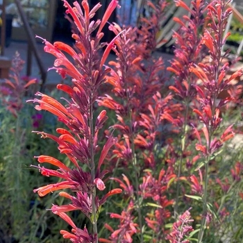 Agastache 'Blue Fortune' 