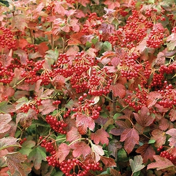 Viburnum opulus 'Compactum' 