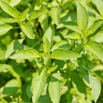 Ocimum basilicum var. citriodorum