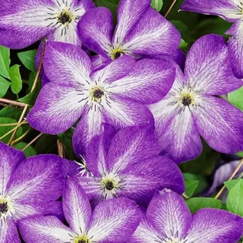 Clematis 'Venosa Violacea' 