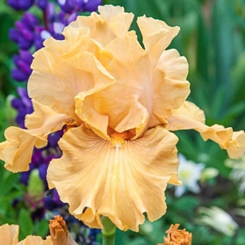 Iris germanica 'Golden Panther' 