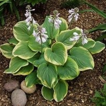 Hosta 'Fragrant King' 